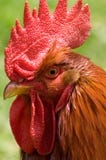 röd rooster arkivfoton röd rooster arkivfoton