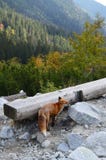 Röd räv som inte är rädd av folk på fotvandra slinga i höga Tatras, Slovakien royaltyfri foto Röd räv som inte är rädd av folk på fotvandra slinga i höga Tatras, Slovakien royaltyfri foto