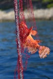 Röd scorpionfish som fångas i rött fisknät royaltyfria bilder Röd scorpionfish som fångas i rött fisknät royaltyfria bilder