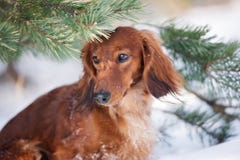 Röd taxhund som utomhus poserar i vinter royaltyfria bilder Röd taxhund som utomhus poserar i vinter royaltyfria bilder