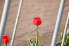 Röd tulpan nära staketet vårbevekelsegrunder första blommor arkivfoto Röd tulpan nära staketet vårbevekelsegrunder första blommor arkivfoto