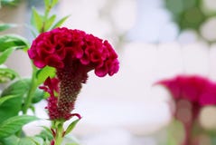 Röd tuppkamblomma, kinesisk ullblomma, med gröna sidor arkivbilder Röd tuppkamblomma, kinesisk ullblomma, med gröna sidor arkivbilder