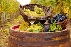 röd vit wine royaltyfria bilder röd vit wine royaltyfria bilder