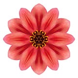 Röda Dahlia Mandala Flower Kaleidoscopic Isolated på vit royaltyfria bilder Röda Dahlia Mandala Flower Kaleidoscopic Isolated på vit royaltyfria bilder