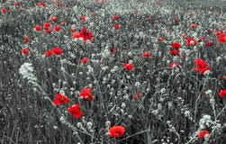 Röda Poppy Flowers för minnedag royaltyfri fotografi Röda Poppy Flowers för minnedag royaltyfri fotografi