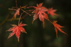 Röda sidor av trädet för japansk lönn arkivbild Röda sidor av trädet för japansk lönn arkivbild