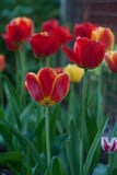 Röda tulpan stänger sig upp i trädgården på en naturlig bakgrund, vår royaltyfria bilder Röda tulpan stänger sig upp i trädgården på en naturlig bakgrund, vår royaltyfria bilder