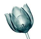 Röntgenbild einer Blume lokalisiert auf Weiß, die Tulpe stock abbildung Röntgenbild einer Blume lokalisiert auf Weiß, die Tulpe stock abbildung