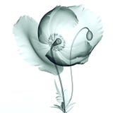 Röntgenstraalbeeld van een bloem op wit, de papaver stock foto's Röntgenstraalbeeld van een bloem op wit, de papaver stock foto's