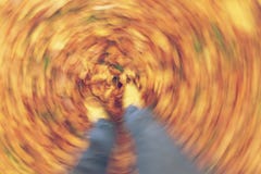 Rörelsesuddighet som går i Autumn Fall Leaves royaltyfri bild Rörelsesuddighet som går i Autumn Fall Leaves royaltyfri bild