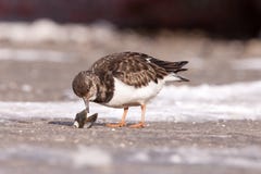 Rötlicher Turnstone, der eine Muschel isst lizenzfreie stockfotografie Rötlicher Turnstone, der eine Muschel isst lizenzfreie stockfotografie