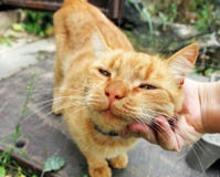 Rött kattslut upp Hand som slår en katt royaltyfria bilder Rött kattslut upp Hand som slår en katt royaltyfria bilder