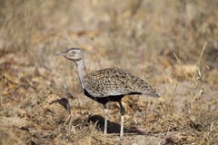 Rött krönat korhaan gå som kamoufleras bland torra gräs royaltyfria bilder Rött krönat korhaan gå som kamoufleras bland torra gräs royaltyfria bilder