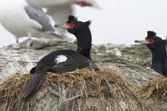RÖTT VÄNT MOT KORMORANsammanträde i redet i en koloni av seabirds royaltyfri fotografi RÖTT VÄNT MOT KORMORANsammanträde i redet i en koloni av seabirds royaltyfri fotografi