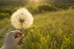 Ręka trzyma białego puszystego Dandelion kwiatu w ręce, na zielonym łąki polu zdjęcia stock Ręka trzyma białego puszystego Dandelion kwiatu w ręce, na zielonym łąki polu zdjęcia stock