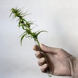 Ręka w białej medycznej rękawiczce trzyma próbnej tubki z zieloną marihuaną kiełkuje Pojęcie marihuana i zdrowie fotografia royalty free Ręka w białej medycznej rękawiczce trzyma próbnej tubki z zieloną marihuaną kiełkuje Pojęcie marihuana i zdrowie fotografia royalty free
