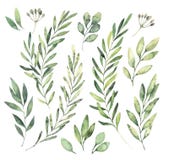Ręki rysować akwareli ilustracje Botaniczny clipart Set g ilustracji Ręki rysować akwareli ilustracje Botaniczny clipart Set g ilustracji