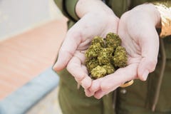 Ręki trzymają mnóstwo marihuana kwiaty zdjęcia stock Ręki trzymają mnóstwo marihuana kwiaty zdjęcia stock
