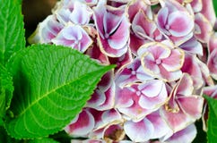S?ng f?r tr?dg?rd f?r rosa och vita blommor arkivfoton S?ng f?r tr?dg?rd f?r rosa och vita blommor arkivfoton