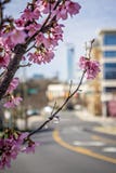 It`s spring time in the city Royalty Free Stock Image It`s spring time in the city Royalty Free Stock Image