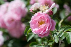 S'élever rose a monté photo stock S'élever rose a monté photo stock