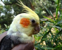 Sabel-getand cockatiel royalty-vrije stock afbeeldingen Sabel-getand cockatiel royalty-vrije stock afbeeldingen