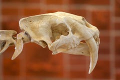 Saber Tooth Skull fotos de stock royalty free Saber Tooth Skull fotos de stock royalty free