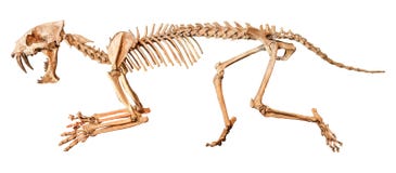 Saber - toothed tiger Hoplophoneus primaevus skeleton . Isolated background stock photo Saber - toothed tiger Hoplophoneus primaevus skeleton . Isolated background stock photo