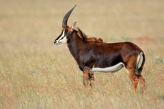Sable antelope, South Africa Royalty Free Stock Images Sable antelope, South Africa Royalty Free Stock Images