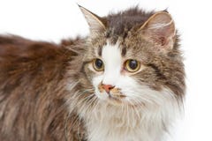 Sad cat on white islated background stock photography Sad cat on white islated background stock photography