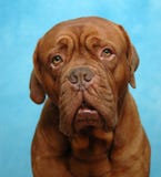 Sad Dog Royalty Free Stock Image