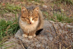 Sad kitten royalty free stock images Sad kitten royalty free stock images