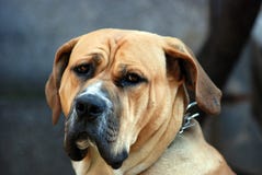 Sad look of old dog Royalty Free Stock Images Sad look of old dog Royalty Free Stock Images