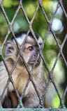 Sad Monkey in cage