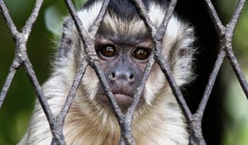 Sad Monkey In Cage Stock Photography Sad Monkey In Cage Stock Photography
