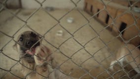 Sad puppies dogs in shelter behind fence waiting to be rescued and adopted to new home. Cute puppy seeking attention in stock footage