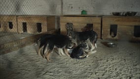 Sad puppies dogs in shelter behind fence waiting to be rescued and adopted to new home. Cute puppy seeking attention in stock video footage