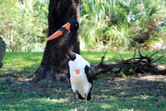 Saddle-billed stork stock photo Saddle-billed stork stock photo