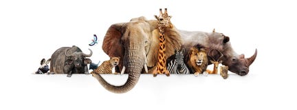 Safari Animals Hanging Over White-Banner royalty-vrije stock afbeelding Safari Animals Hanging Over White-Banner royalty-vrije stock afbeelding
