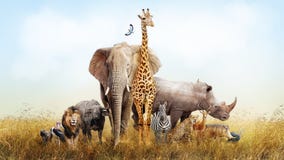 Safari Animals In Africa Composite Stock Photos Safari Animals In Africa Composite Stock Photos