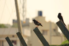 Safely perched on fence polls royalty free stock images Safely perched on fence polls royalty free stock images