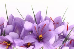 Saffron Flowers Stock Photography Saffron Flowers Stock Photography
