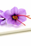 Saffron Flowers Stock Images