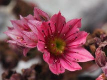 Saftige Blume Henne und Küken stockbild Saftige Blume Henne und Küken stockbild