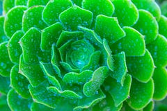 Saftiger Gr?npflanzekaktus der Nahaufnahme Echeveria lizenzfreies stockfoto Saftiger Gr?npflanzekaktus der Nahaufnahme Echeveria lizenzfreies stockfoto