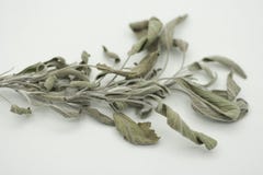 Sage stock images Sage stock images