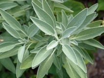 Sage herb (Salvia officinalis)