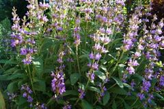 Sage Lavender Herbs e especiarias foto de stock royalty free Sage Lavender Herbs e especiarias foto de stock royalty free