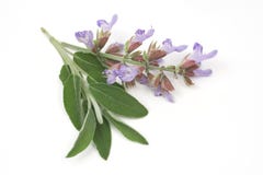 Sage leafs and flowers