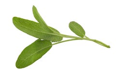 Sage plant isolated on a white background stock photos Sage plant isolated on a white background stock photos